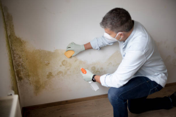 Best Indoor Air Quality Assessment  in Wiggins, CO