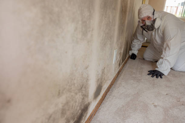 Reliable Wiggins, CO Mold Removal Solutions